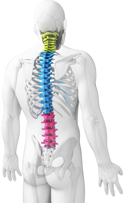 image of human spine